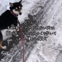 優しい表情でこちらを見る犬