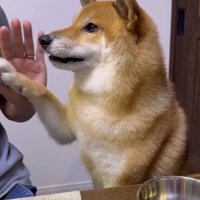 オテをする柴犬