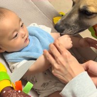 赤ちゃんが持っているおやつを咥える犬