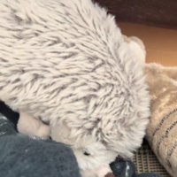 「なんでぬいぐるみが…？」