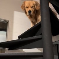 寝起きのゴールデンレトリバー