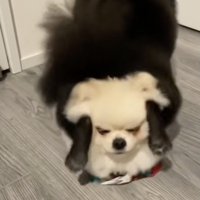 お顔がぎゅむ！