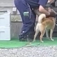 頭を撫でられて嬉しそうな犬