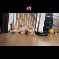 寝ている犬にぶつかるルンバ