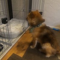 新しいベッドを買ってもらったおにぎりくん3