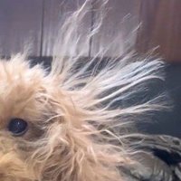 静電気で立ち上がった、犬の耳の毛