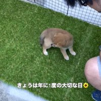 人工芝に降ろされた柴犬のパピー