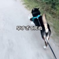 お散歩中にダッシュするくろまめ君