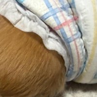 眠るワンコ