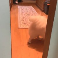意外と素直に説得に応じるコハクくん