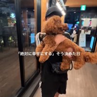 犬を抱っこする