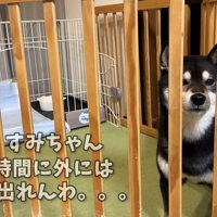飼い主さんは「家のトイレでして」と説得