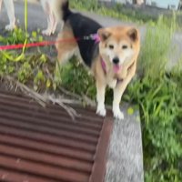 見つめる犬