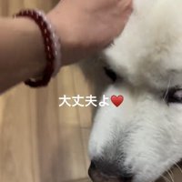 なでられる犬