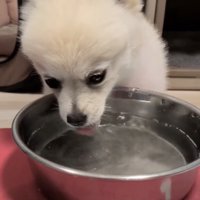 ミルクちゃんにそっくり