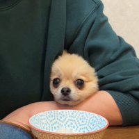 カメラ目線の犬2