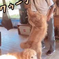 お兄ちゃん帰宅時のボスくん＆ルナちゃん7