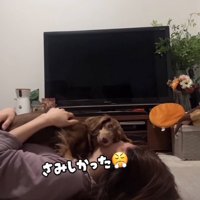 顔の上に乗る犬3