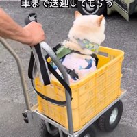 バギーに乗ったまま車へ