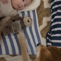 赤ちゃんのおもちゃに手を出す柴犬
