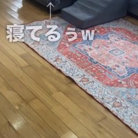 ソファーの上で寝ている犬