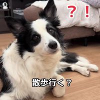 「お散歩行く人～？」