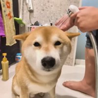 シャンプーをするスティーブくん5