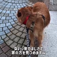 振り返る犬1