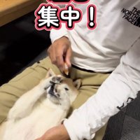 左目に目薬を差される犬