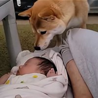 匂いを嗅ぎ続けるわらびちゃん