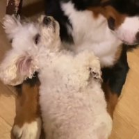 大型犬の腕に頭を乗せてうとうとする小型犬