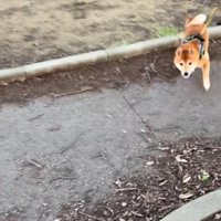 ダッシュする福ちゃん