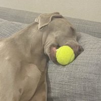 隠しきれない人間味