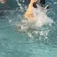 プールに来たぽんずちゃん5