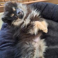 妹犬・るるちゃん