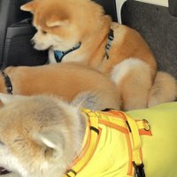 隙間を見つめる犬