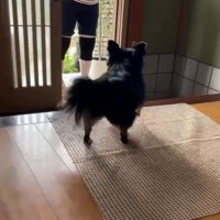 黒い犬の後ろ姿