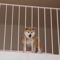 2階の柵の間に頭を入れて、1階を眺める犬