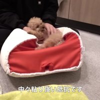 必死に抵抗！