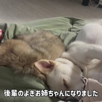 後輩犬とも添い寝します