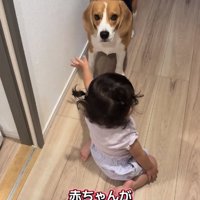 ママを見るまめたくん