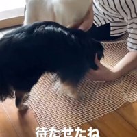 白い犬と黒い犬