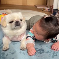 顔を見つめ合う犬と赤ちゃん
