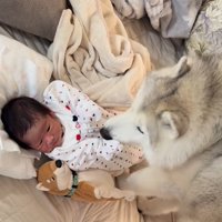 ベッドに横になっている赤ちゃんの顔を見つめる犬