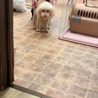 近くにきたモカちゃん