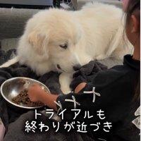ご飯を食べる犬