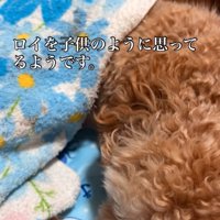 眠る犬