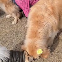 はっさくくんにとられたにこちゃん