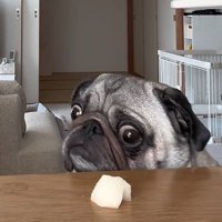 梨を見るぽこちゃん
