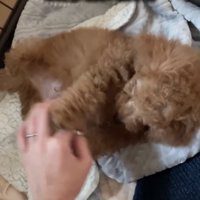 お腹を見せて甘える子犬
